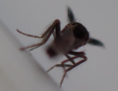 Forcipomyia sp.
